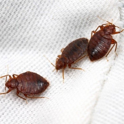 При виявленні комах в квартирі необхідно вжити негайних заходів по знищенню шкідників