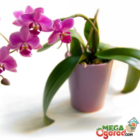 Орхідеї - особливості і кращі сорти