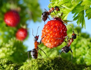 Садові чорні мурахи, як зрозуміло з назви, будують власні мурашники в землі, на якій ростуть культурні рослини