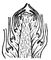Типи нирок: 1 - закриті нирки осики (а - вегетативні, б - квіткові);  2 - початок розгортання нирки бузку (видно ниркові луски і перехідні листя);  3 - початок розгортання нирки чемериці (видно ниркові луски);  4 - ниркові луски ліщини (утворені прилистниками);  5 - відкрита нирка на верхівці втечі настурції;  6 - схема верхівкової бруньки втечі конюшини (роль лусок виконують прилистки)