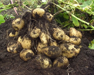У середній смузі картопля дозріває приблизно за 4 місяці