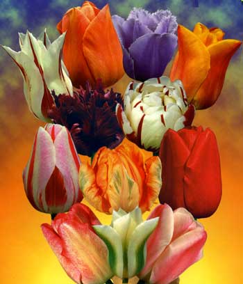 Головна   •   квітникарство   • Посадка тюльпанів, як і коли садити цибулини Восени - це час коли саме час подумати про весну