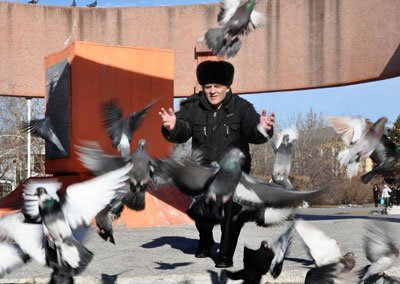 Благовещенские голуби в рік з'їдають корму на чотири мільйони рублів
