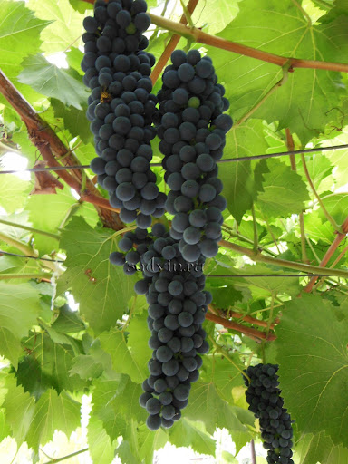 Бако чорний - винний (технічний) сорт винограду