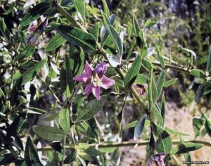 Дереза ​​(Lycium) відноситься до сімейства Пасльонових і включає в себе більше 80 видів дерев і кущів