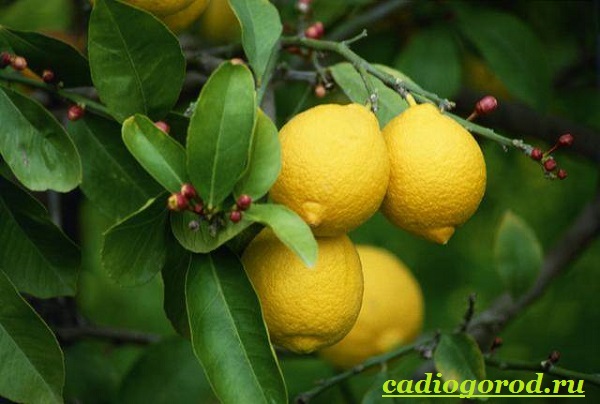 У ці місяці підгодівлі лимону дають кожні 3 тижні