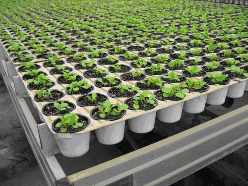 Вирощування салату в теплиці з іншими рослинами