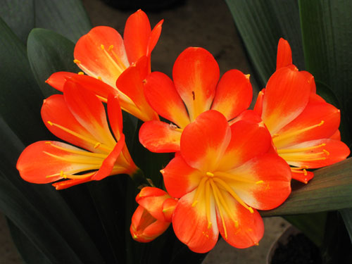 Кливия - рослина-довгожитель, яке може жити і цвісти в кімнаті кілька десятків років