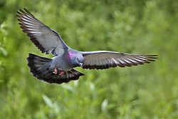 Великий голуб - довжина тіла 29-36 см, розмах крил 50-67 см, вага 265-380 г