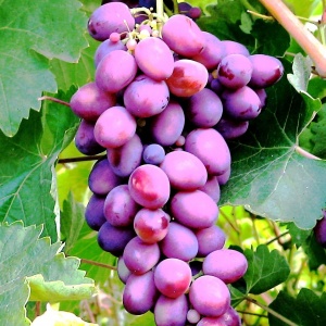 Хороший урожай смачних солодких ягід виноград цього сорту дає при дотриманні деяких умов: