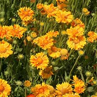 Веселий багаторічна рослина, квіти якого мають теплі відтінки жовтого, бронзового і червоного