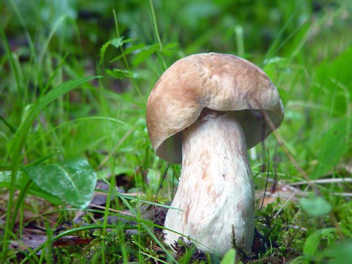 Білий гриб березовий (Boletus betulicolus)