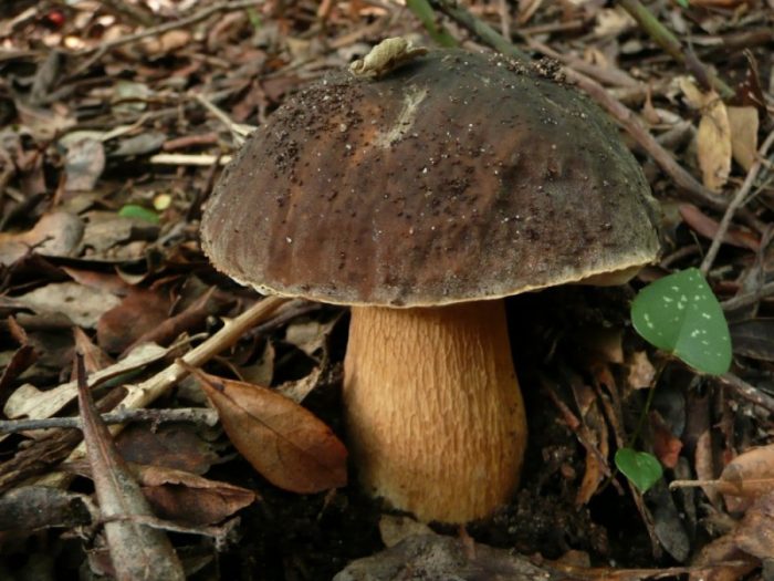 Білий гриб темно-бронзовий, або березове (Boletus aereus)