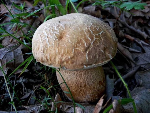 Білий гриб сітчастий (Boletus reticulatus)