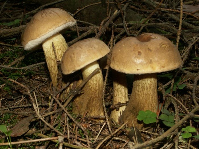 Неїстівні види білого гриба