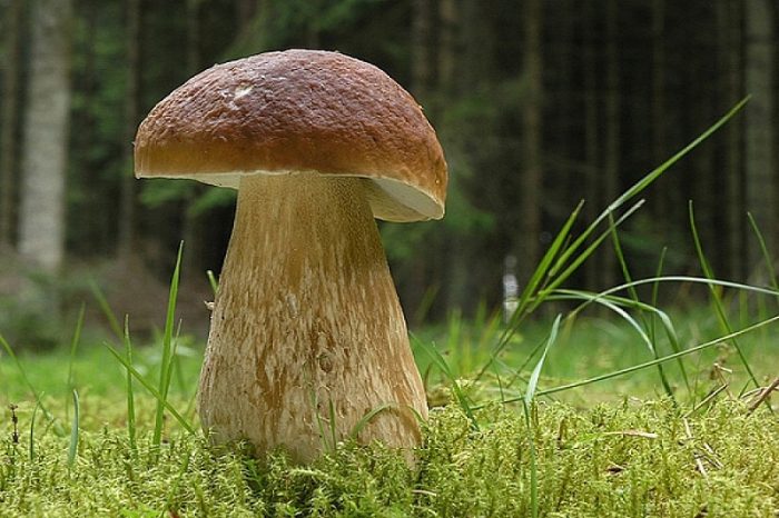 Цікаві факти про білому грибі