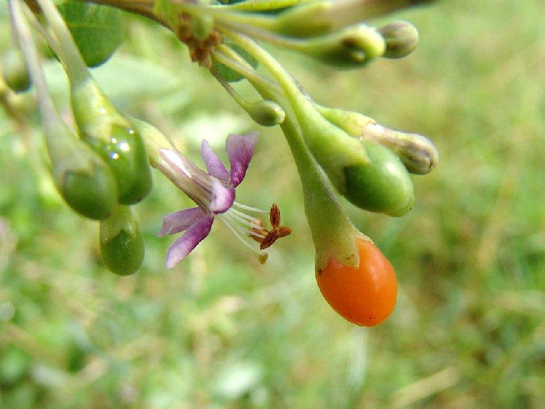 Найбільше корисних речовин міститься в тих ягодах, які ростуть на Тибеті, а й наші «рідні» ягідки, теж багаті на мінерали, вітаміни, природні кислоти