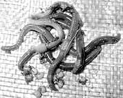 У дощових черв'яків багато розчинної кремнію, якого не вистачає рослинам, тваринам і людині