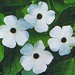 fragrans - багаторічна рослина з білими квітками, його нерідко вирощують в будинку як декоративний однорічник
