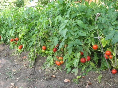 Відповідь на це питання, можна сформулювати наступним чином: правильно вирощувати помідори - значить чітко дотримуватися агротехніку, яка створить сприятливі умови для розвитку міцних, врожайних рослин і несприятливі умови для шкідників, збудників хвороб