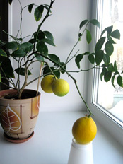 Не мають рації ті, хто вважає, що виростити лимон з кісточки вдома і домогтися його швидкого плодоношення неможливо