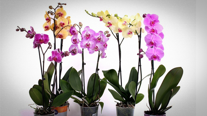 Сьогодні ми розкриємо деякі секрети вирощування орхідей