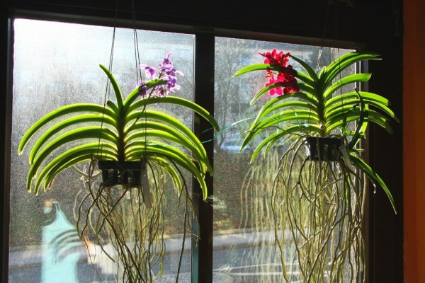 Деякі види орхідей воліють рости в кошиках, які підвішуються до стіни