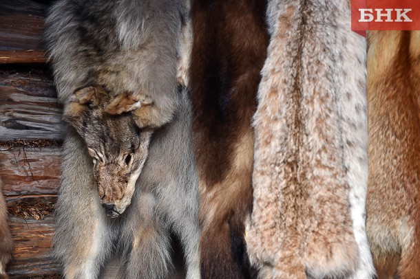 На лосів вовки зазвичай полюють зграєю, при цьому лось може і відбитися, а з собакою впоратися простіше