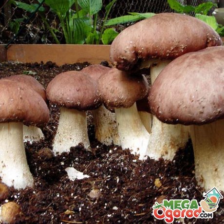 Вирощування білих грибів на дачі