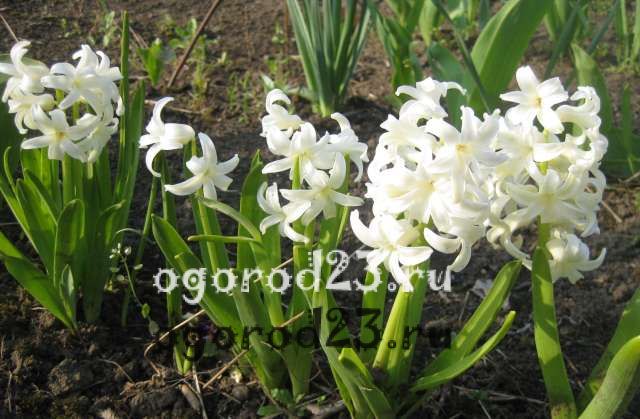 Перші квіти (фото Любов Білих, Краснодар)