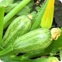 насіння кабачків купити для вирощування   Способи вирощування кабачків у відкритому   Посадка кабачків у відкритому грунті Глибина посадки залежить від розміру насіння, всередньому 2-3 см