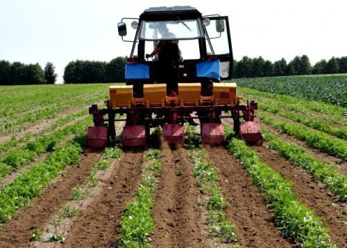 Вирощування картоплі за голландською технологією дозволяє отримати гідний урожай, а елементи цього способу легко застосовуються на будь-якій ділянці