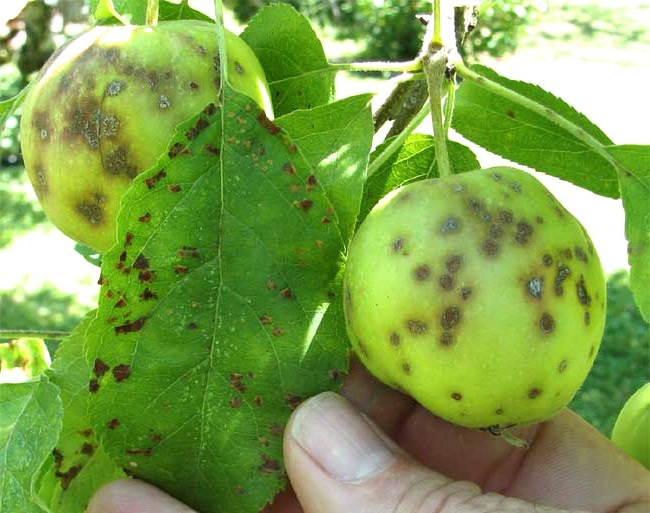 Тому профілактика і боротьба з паршею на яблуні - необхідний захід для кожного саду, який відвідав цю недугу