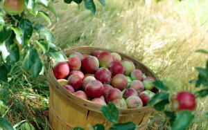 Саме від сорту яблуні залежить смак і розмір плодів
