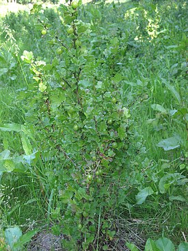 агрус   Загальний вигляд плодоносному рослини в природі   наукова класифікація   Міжнародне наукове назву   Ribes uva-crispa   L