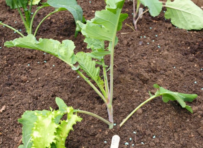 Якщо садять розсаду, для неї готують лунки глибиною 20-25 см, кожну поливають і мульчують сипучими матеріалами (торф, перегній, суха земля)