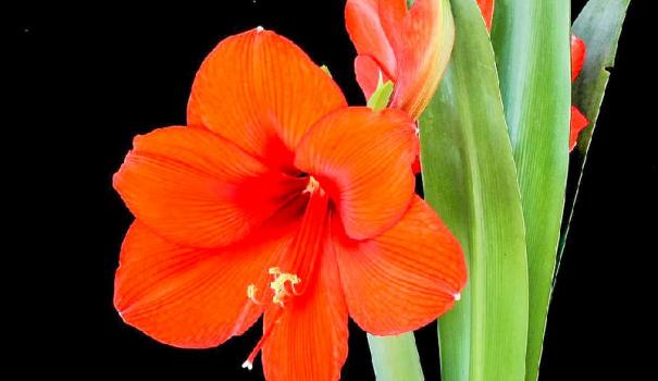 Гіппеаструм (Hippeastrum) - дуже красиве цибулинна багаторічна рослина сімейства Амарилісові (Amaryllidaceae), яке користується величезною популярністю серед квітникарів за високі декоративні якості