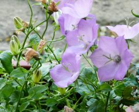 Висота рослини не перевищує 30 см, забарвлення квіток біле і синя, цвітіння дуже тривалий, з червня по вересень