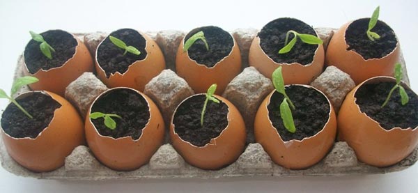 Капуста брокколі: вирощування з насіння на дачі