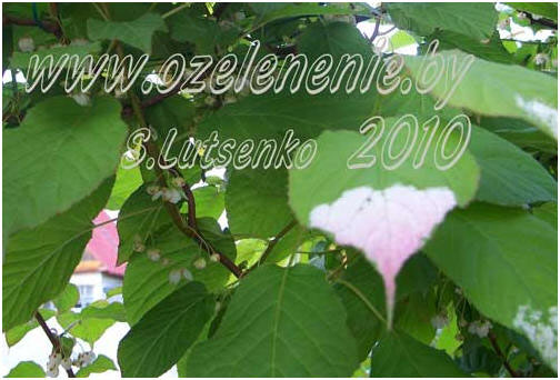 Актинідія коломікта - деякі листя на сонці набувають ось такі біло-рожеві відблиски