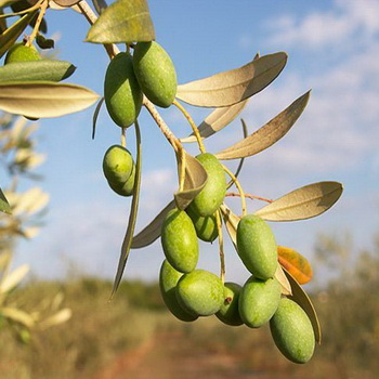 Оливкова кімнатне дерево відноситься до сімейства маслинових