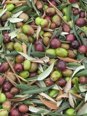 Якщо оливкове дерево вирощується в горщику, то доросла рослина при правильному догляді за ним може дати до 2 кг ягід