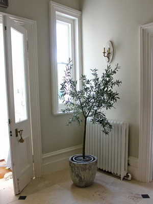 Яким може вирости оливкове дерево, подивіться на фото: