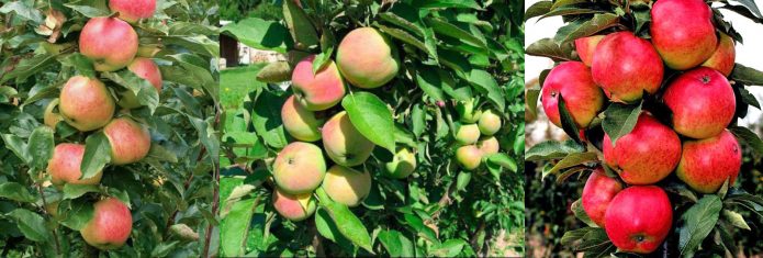 За оцінками вчених, у світі налічується понад 3 тисячі сортів яблунь