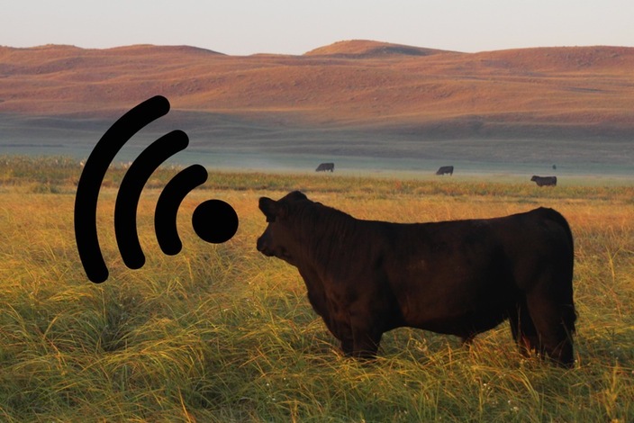 Платформа BovControl дає власникам ранчо миттєвий доступ до відомостей про своїх корів: про молоці, м'ясі, генетиці, їх пересування, вазі і загальних показниках стану здоров'я
