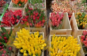Деякі покупці воліють купувати тюльпани разом з цибулинами, так як думають, що в такому вигляді квітка на деякий час залишається свіжим