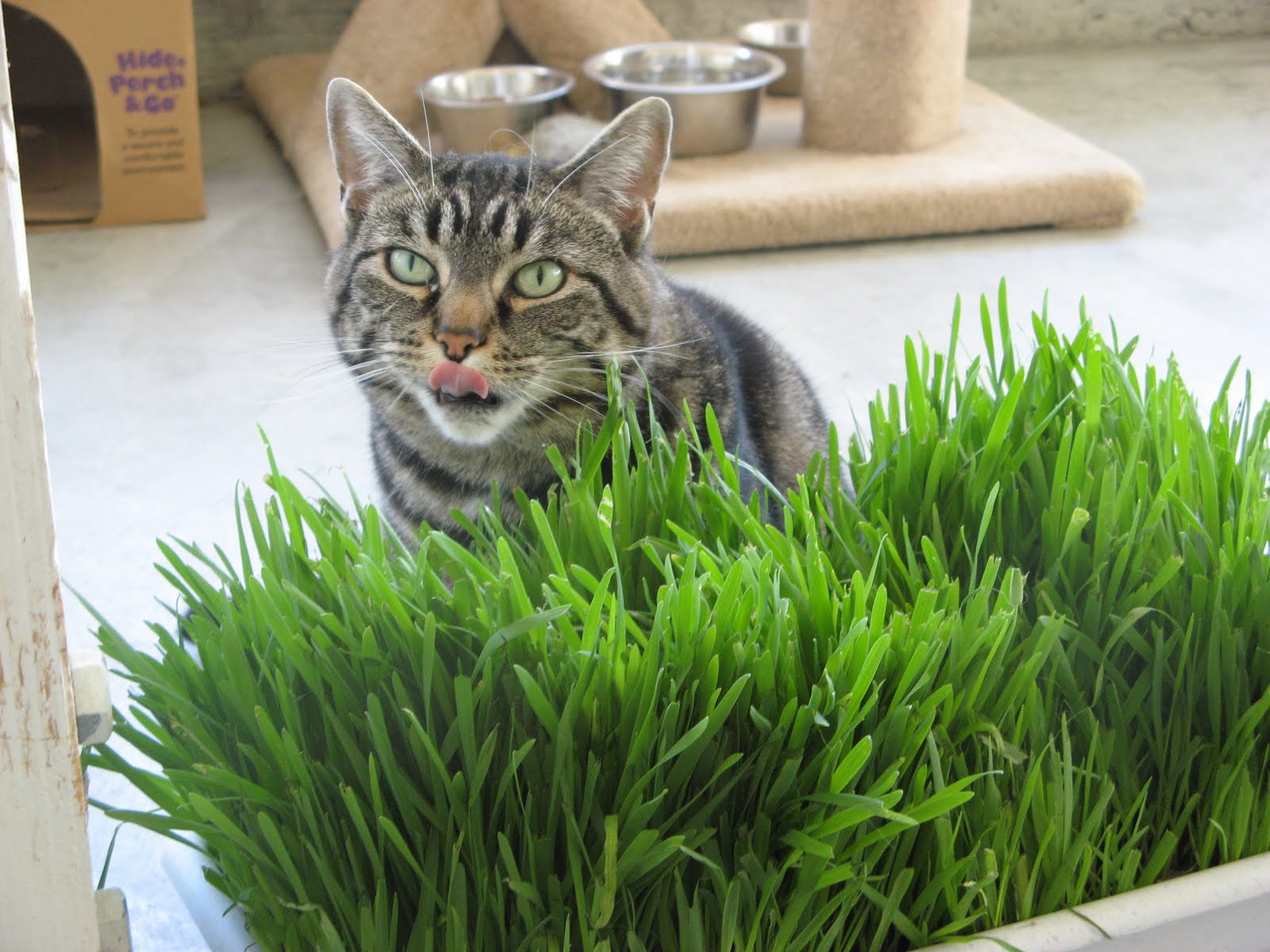 Улюблені кішками трави - це овес, пшениця, просо, жито