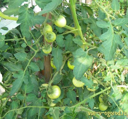 У середній зоні і на півдні країни прекрасно ростуть і плодоносять томати, посіяні прямо в грунт